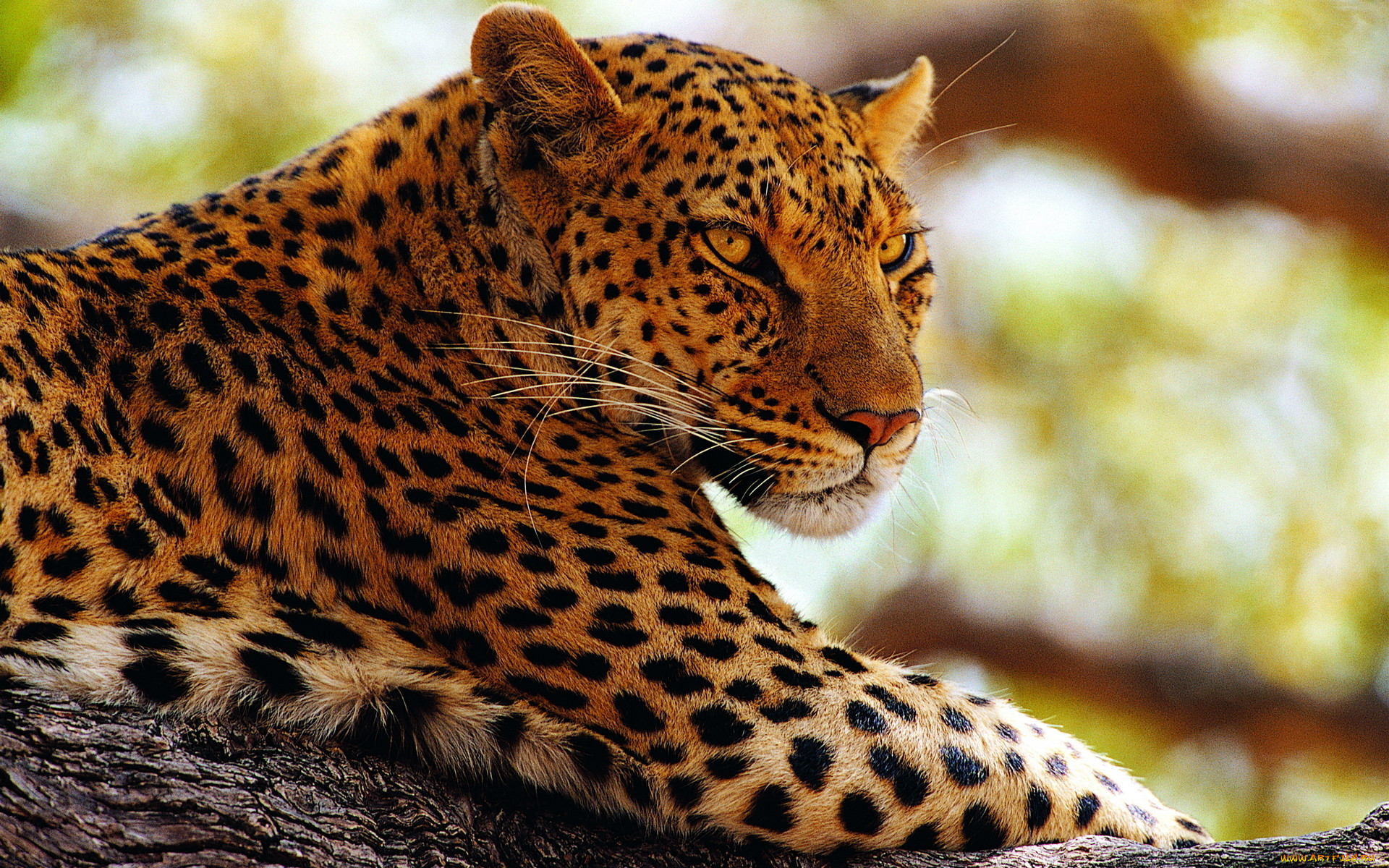 Рыжий леопард